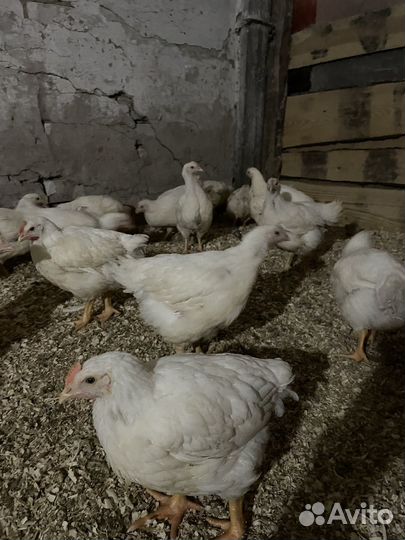 Бройлеров гуси утки