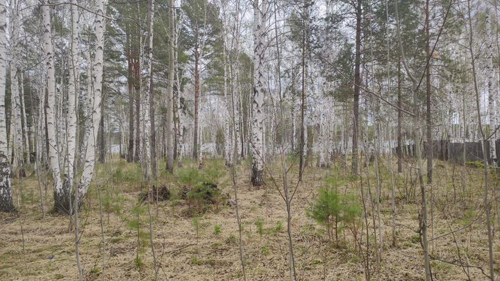 Участок 50 сот. (СНТ, ДНП)