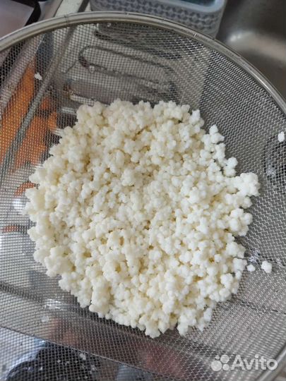 Кефирный молочный гриб