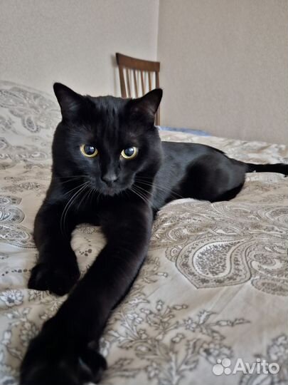 Вязка кота