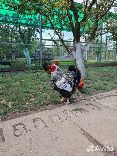 Петух Виандот серебро черноокоймленный
