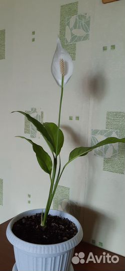 Спатифиллум цветущий