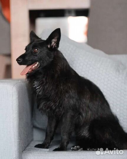 Маленькая собака в дар