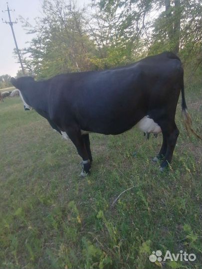 Корова высокоудойная