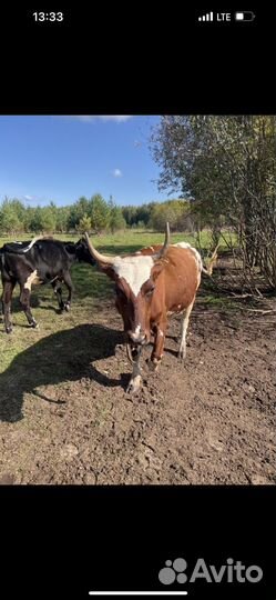 Корова айширка 2.5 года