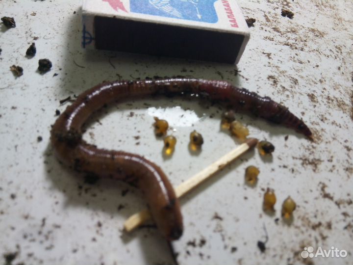 Черви Дендробена Венета для рыбалки