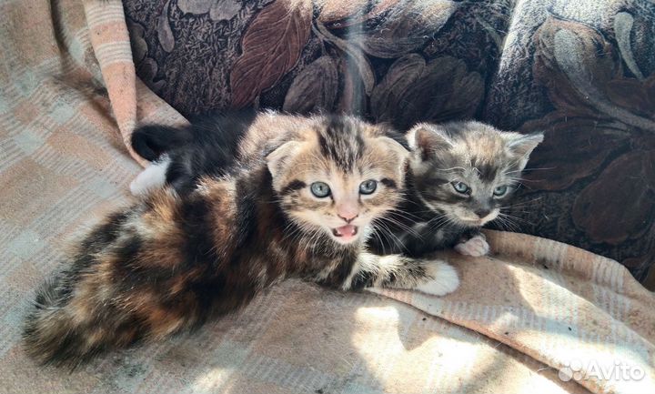 Котята породы шотландская вислоухая