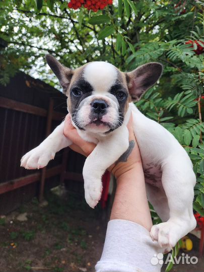 Французский бульдог