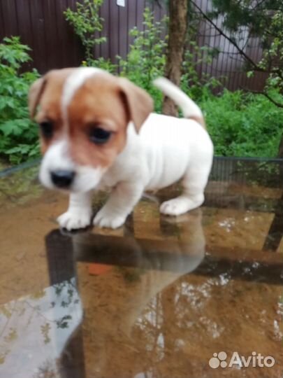 Щенки Джек Рассел Терьер. Гладкошерстные