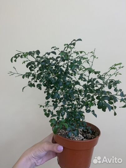 Мурайя мин а мин, взрослое растение