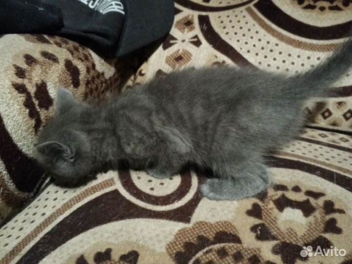 Котята