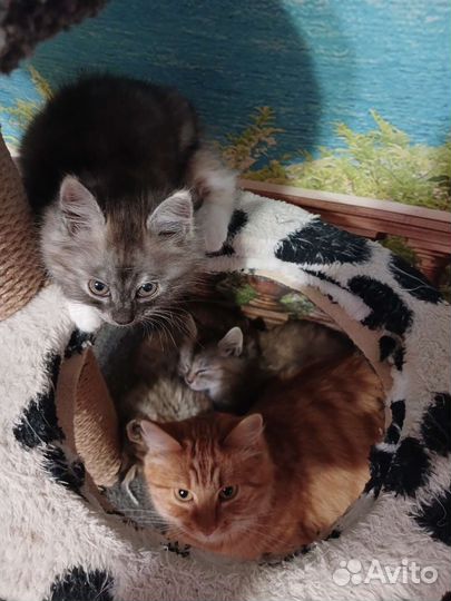 Котята в добрые руки