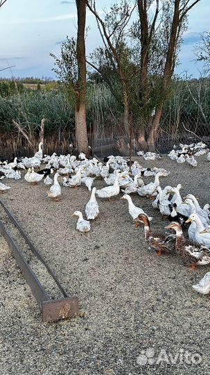 Гусь, утка, индюк