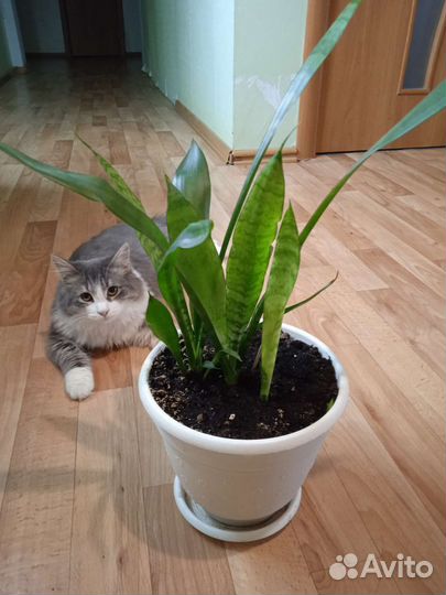 Сансевиерия