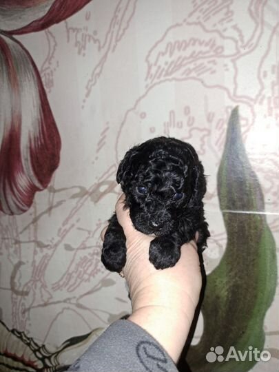 Пуделяшки кучеряшки