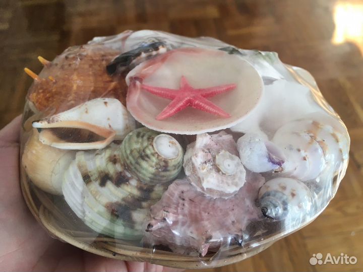 Ракушки для аквариума