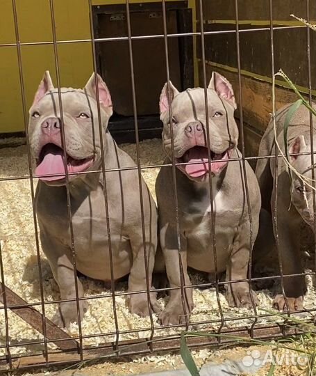 Американский булли - лиловые кобели покет
