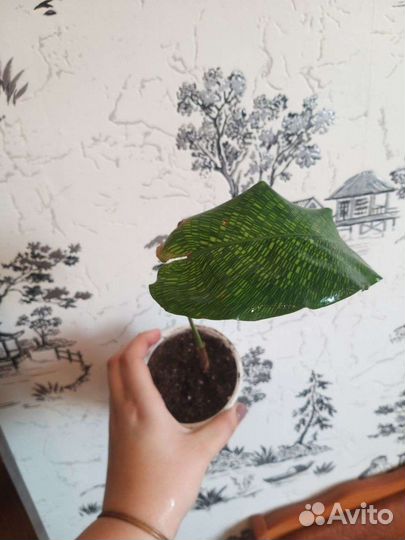 Калатея мозаичная Нетворк