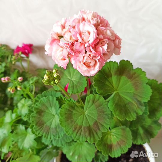 Комнатные растения цветы большие