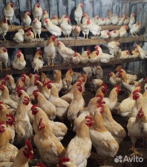 Мясо молодых петушков