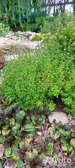 Тимьян лимоннопахнущий (Thymus x citriodorus)