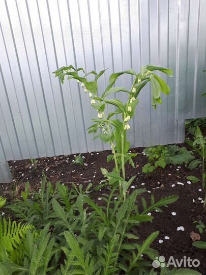 Многолетники