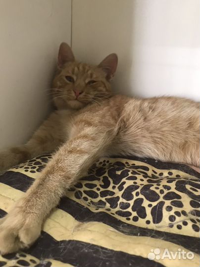 Кошка в добрые руки