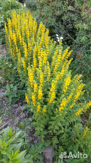 Вербейник монетчатый