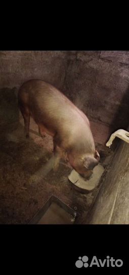 Хряк породы дюрок