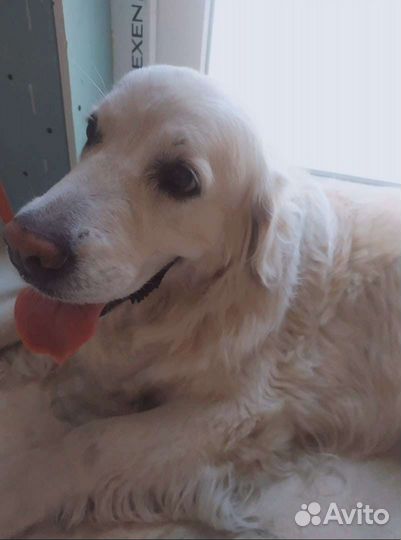 Зоогостиница