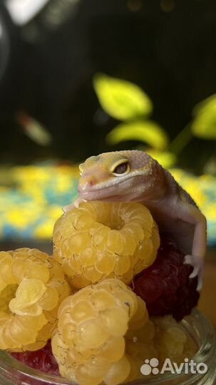 Геккон эублефар