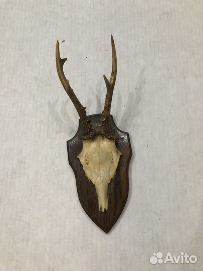 Рога на деревянном медальоне