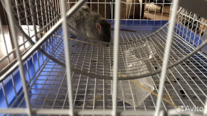 Крыса с клеткой