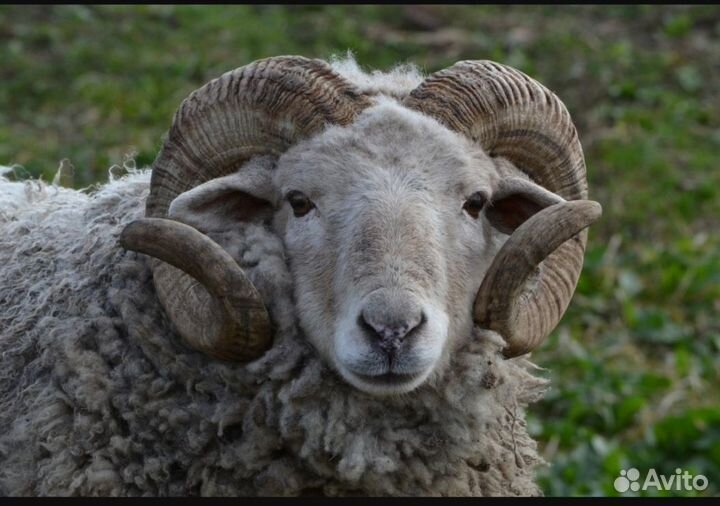 Овцы бараны на мясо