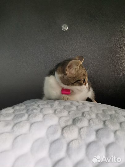 Отдам котёнка