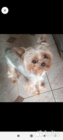 Йоркширский терьер микро мальчик