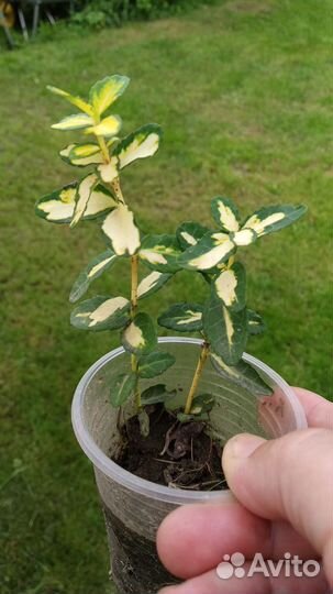 Бересклет Форчуна