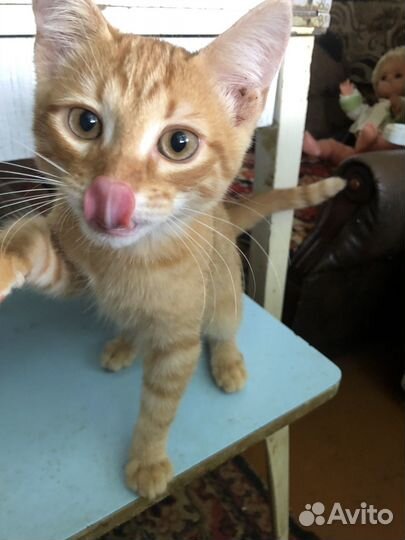 Кошка в дар бесплатно