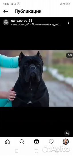 Кобель вязка кане Корсо