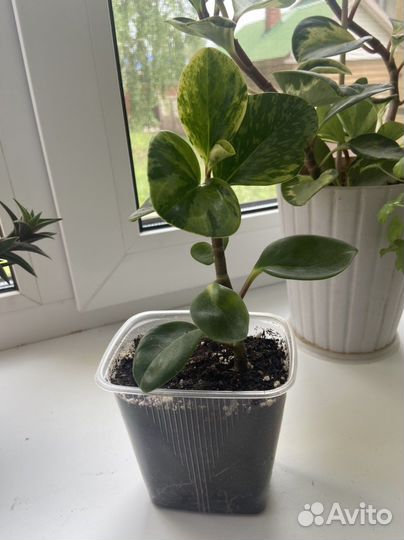 Комнатные растения вариегатные