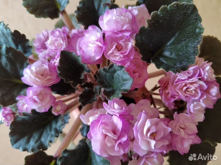 Свежий срез черенков сортовых фиалок набором