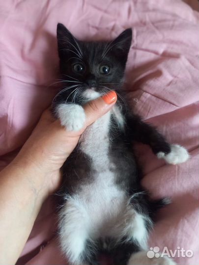 Котенок-мальчик в добрые руки
