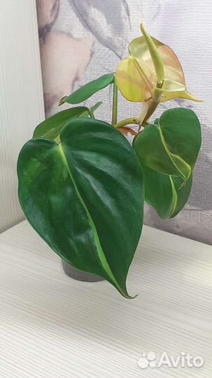 Филодендрон