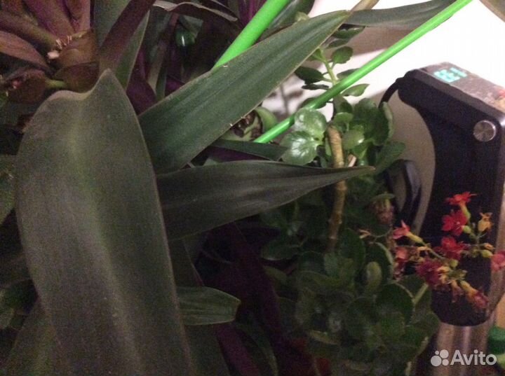 Алоэ, мята, перец острый