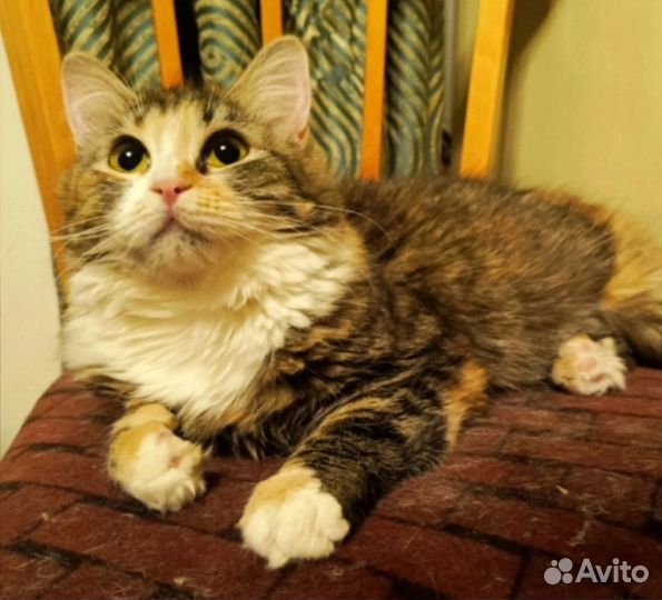 Скромница Анечка в дар