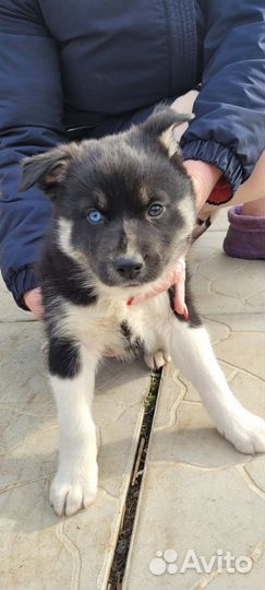 Щенок хаски