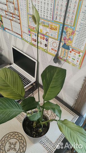 Спатифиллум