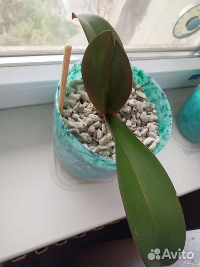 Орхидея фаленопсис