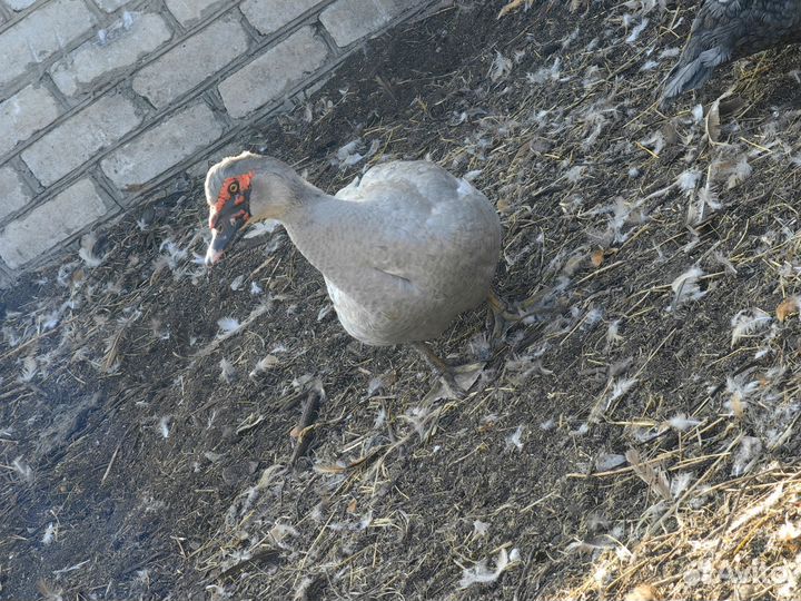 Мускусные утки тяжелые линии