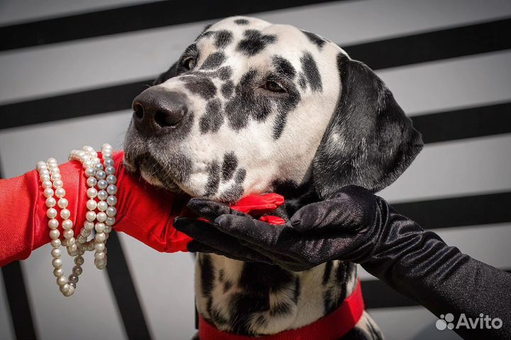 Щенки далматина